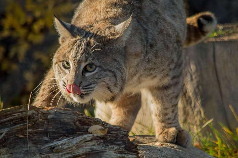 Kamloops: BC Wildlife Park Entry Ticket - Key points to know before you go