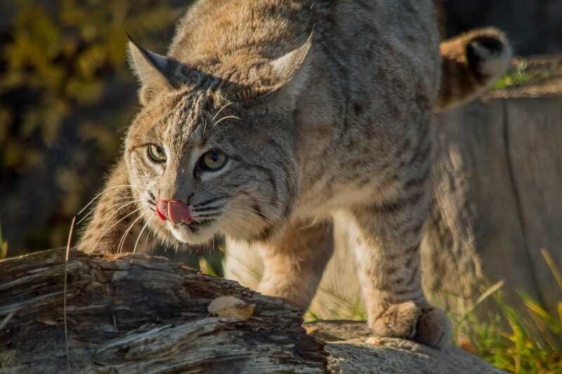 Kamloops: BC Wildlife Park Entry Ticket - Birds, reptiles, and the parts that need a closer look