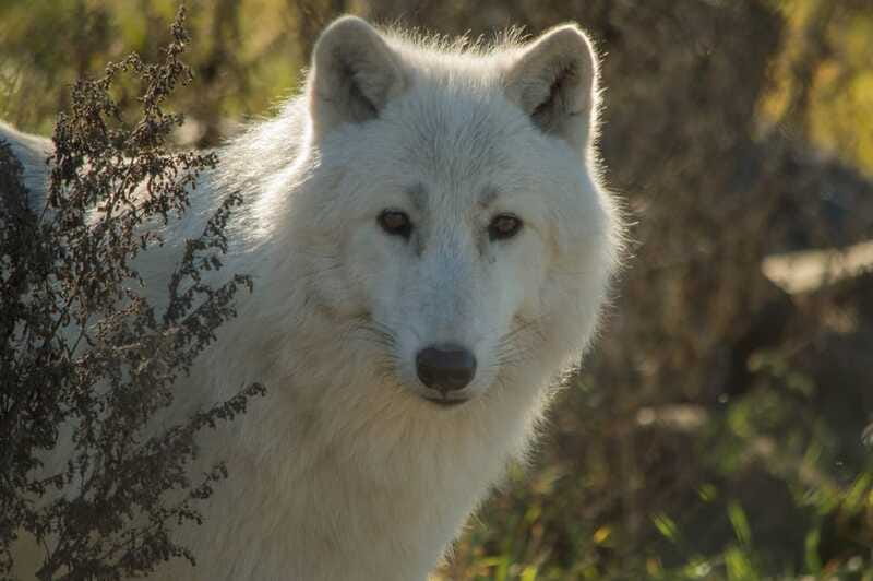 Kamloops: BC Wildlife Park Entry Ticket - What the mixed feedback means for your decision