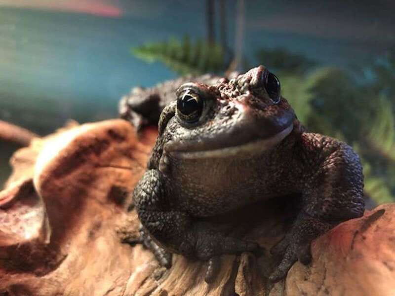 Kamloops: BC Wildlife Park Entry Ticket - When the park offers good value