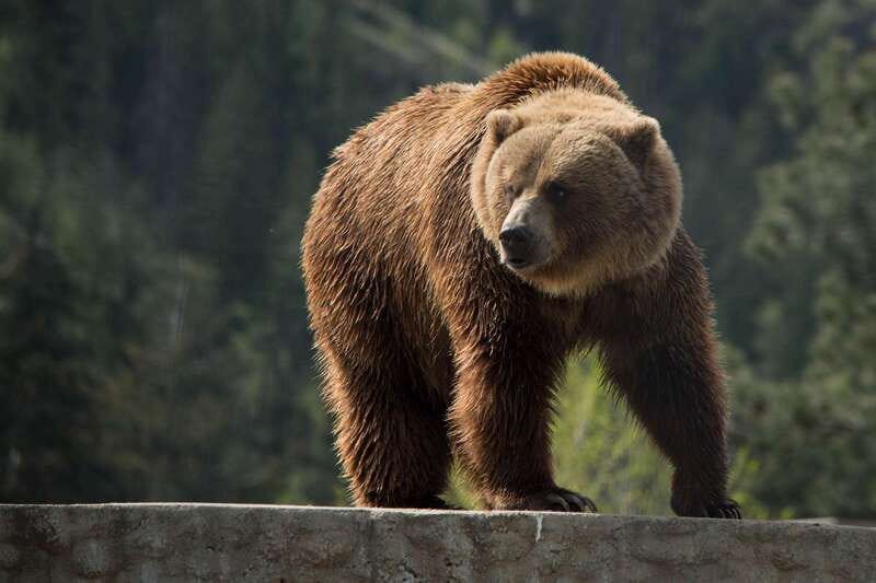 Kamloops: BC Wildlife Park Entry Ticket - Start with the 18,000-square-foot Discovery Centre