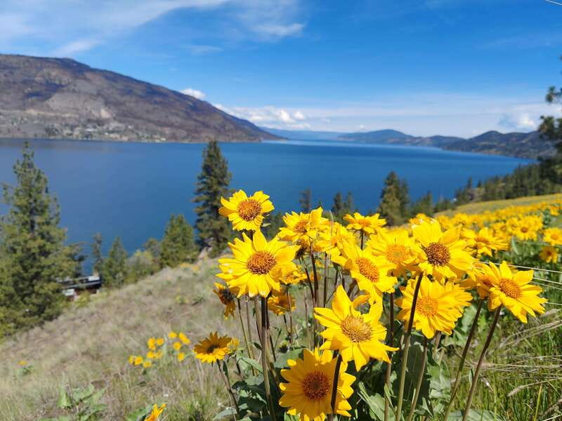 Kelowna: E-Bike Bee Tour w/ Tastings, Lunch, and Audioguide - Four local honey wines to taste