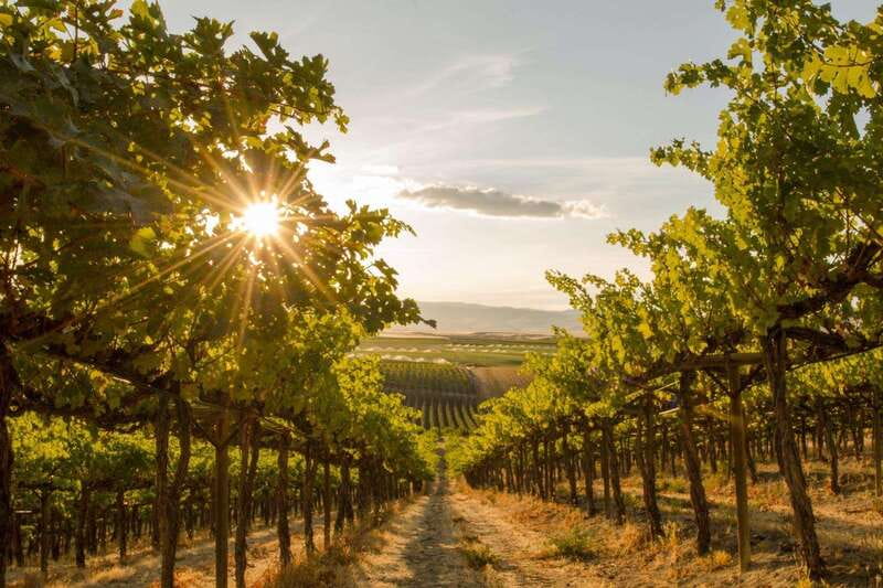 Kelowna: Sunset Sip Wine Tour - Practical ways to make the five hours better