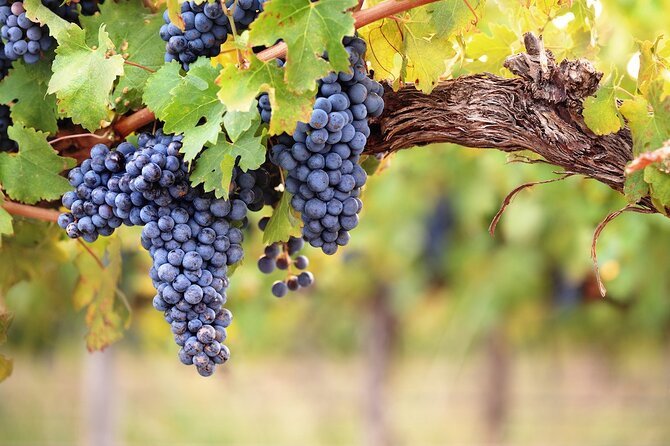 Lake Country Half Day Guided Wine Tour With 4 Wineries - Peak Cellars: views of orchards, mountains, and water