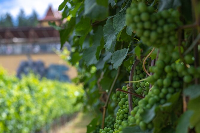 Lake Country Half Day Guided Wine Tour With 4 Wineries - Pickup details you should check carefully