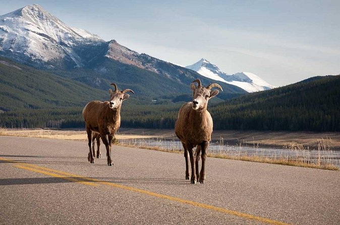 Lake Louise Moraine Lake Icefield Parkway Full Day Private Tour - Bow Lake adds a quieter pause