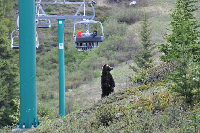 Lake Louise Summer Gondola Experience - Eating at Whitehorn Bistro