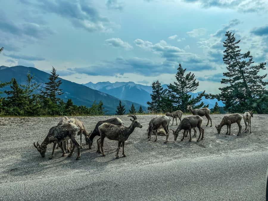Louise, Moraine/Johnston Canyon, Minnewanka & Banff Town - Banff Town: two hours to eat and reset