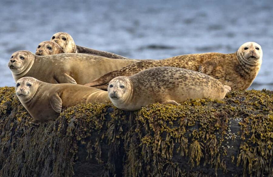 Lunenburg: Zodiac Wildlife Tour with Naturalist Guide - Jason’s geology and wildlife commentary