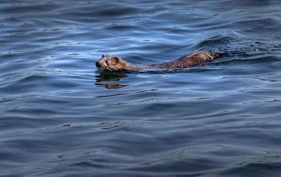 Lunenburg: Zodiac Wildlife Tour with Naturalist Guide - Should you book the Lunenburg Zodiac Wildlife Tour?