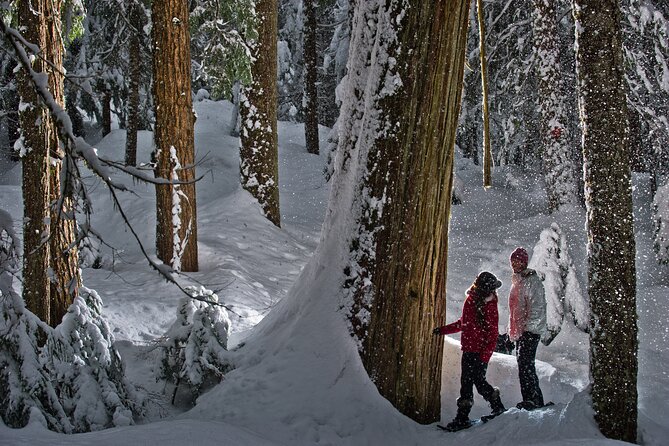 Medicine Trail Snowshoe Tour - The Medicine Trail Through Cedar and Hemlock