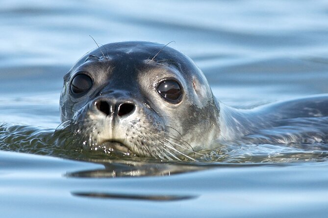 Meet The Seals Boat Tour - Travel by boat to a Secret Seal Cove - Key points to know before you book