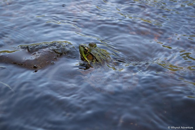Mersey River Quickie Adventure - 2 Hours - Wildlife watching without making promises