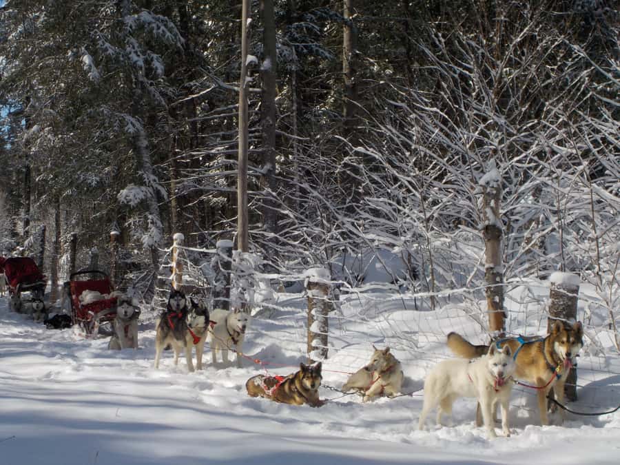 Mont-Tremblant: Dogsledding Valley Adventure - Meeting a kennel full of Siberian huskies