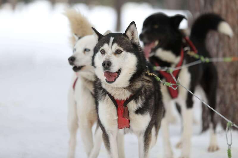 Mont-Tremblant: Guided Dogsledding Tour with Hot Chocolate - Who Will Get the Most From This Tour