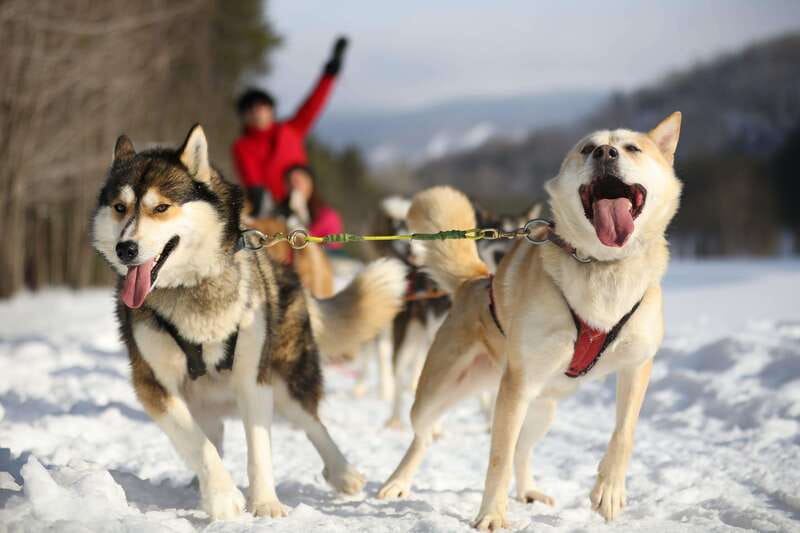 Mont-Tremblant: Guided Dogsledding Tour with Hot Chocolate - One Hour Through Mont-Tremblant’s Pine Forest