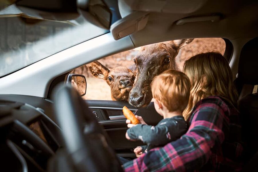 Montebello, QC: General Admission to Parc Omega - A Quebec safari from the driver’s seat