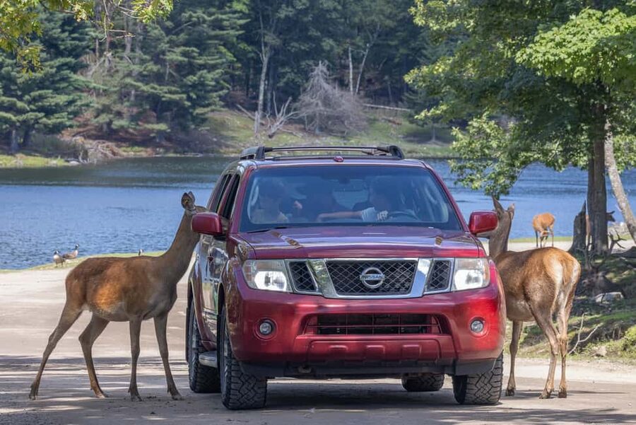 Montebello, QC: General Admission to Parc Omega - The First Nations Trail and the human story