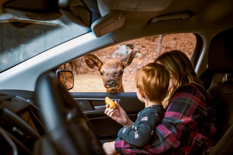 Montebello, QC: General Admission to Parc Omega - How long to stay and when to arrive