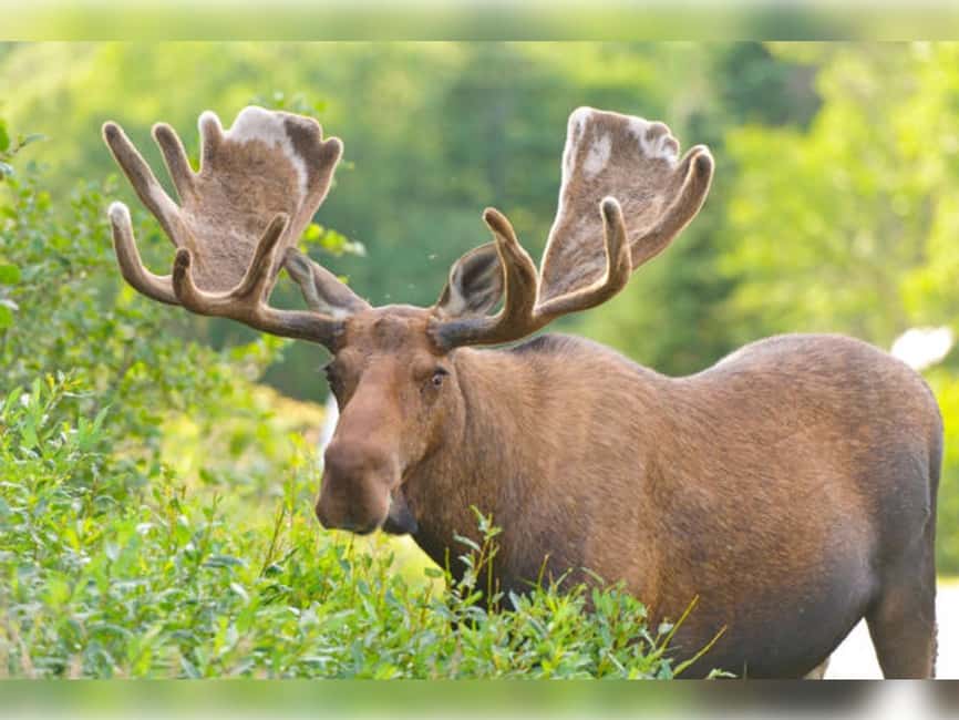 Montebello, QC: General Admission to Parc Omega - The $43 price and what you receive