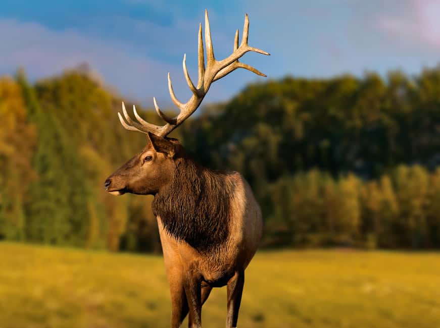 Montebello, QC: General Admission to Parc Omega - Elk, bison, bears, and the animals you may see