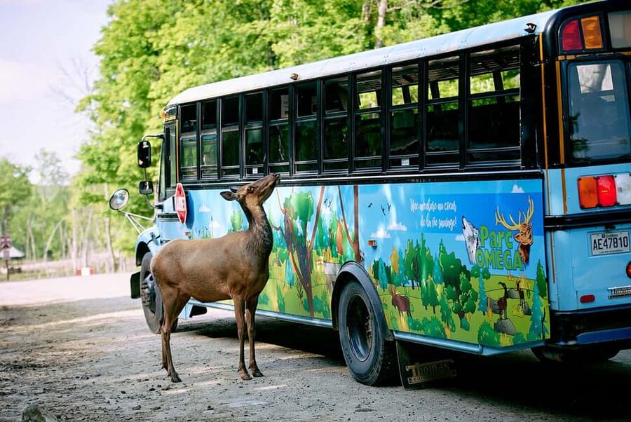 Montebello, QC: Morning VIP Tour at Parc Oméga - Why the early morning start changes Parc Oméga