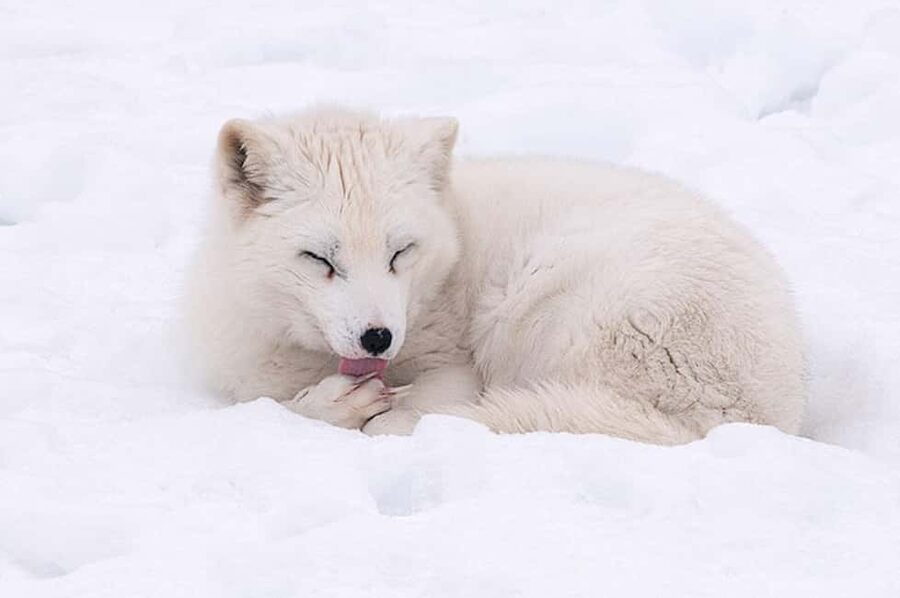 Montebello, QC: Morning VIP Tour at Parc Oméga - Winter clothing, carrots, and other practical details