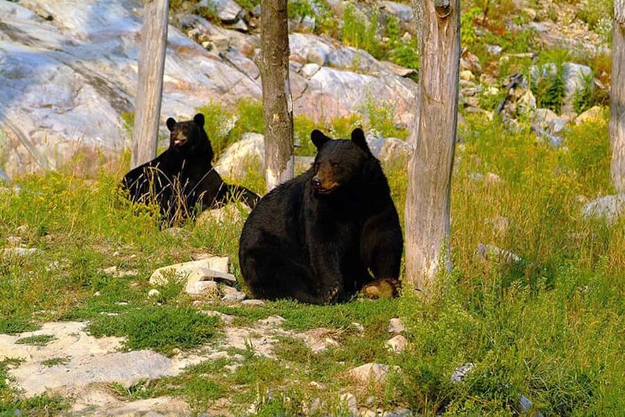Montebello, QC: Morning VIP Tour at Parc Oméga - Is $77 a fair price?