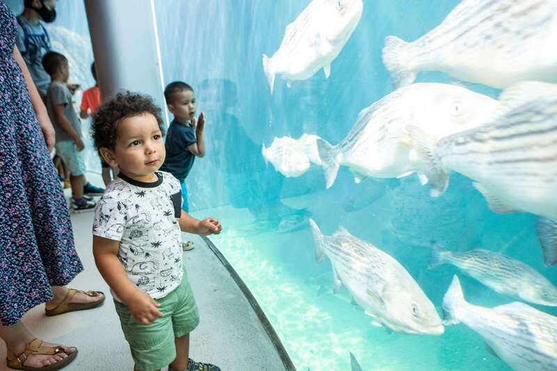 Montreal: 5 Attractions Pass - Should you book the Montreal 5 Attractions Pass?