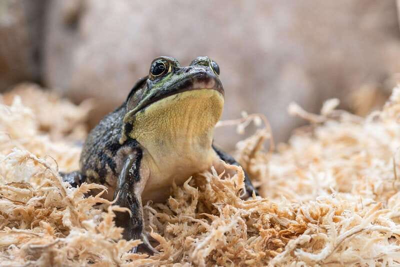 Montreal: Ecomuseum Zoo Entry Ticket - Key points to know before you go