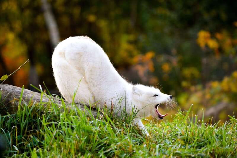 Montreal: Ecomuseum Zoo Entry Ticket - A visit built around animal stories