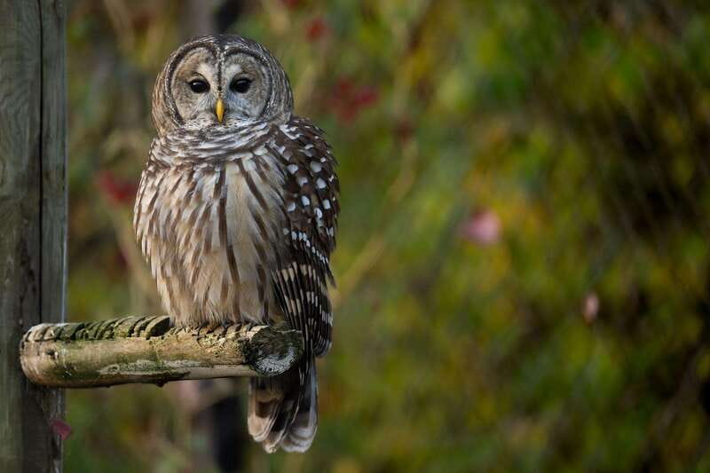 Montreal: Ecomuseum Zoo Entry Ticket - The weather can change the whole experience