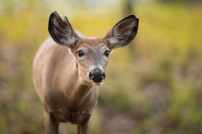 Montreal: Ecomuseum Zoo Entry Ticket - The value of a $16 admission