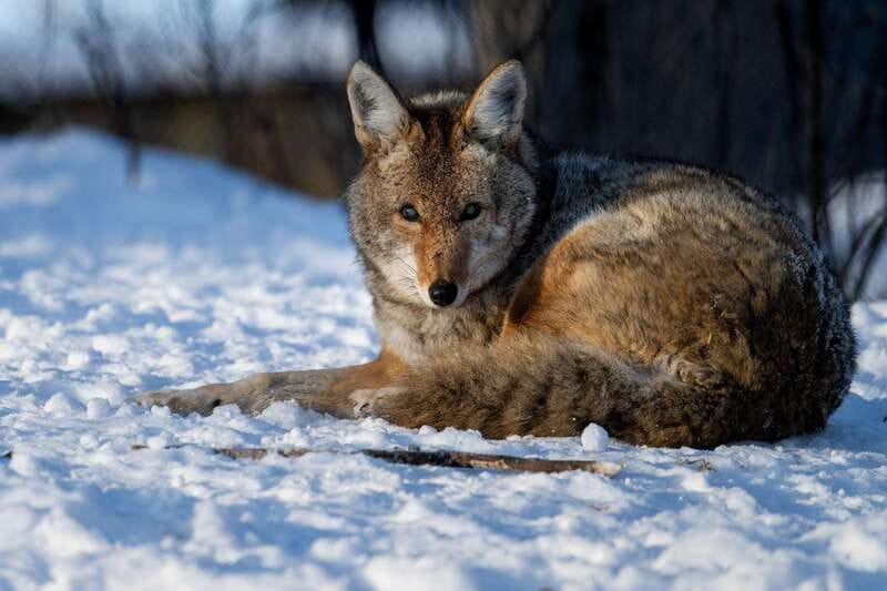 Montreal: Ecomuseum Zoo Entry Ticket - Who should book this experience