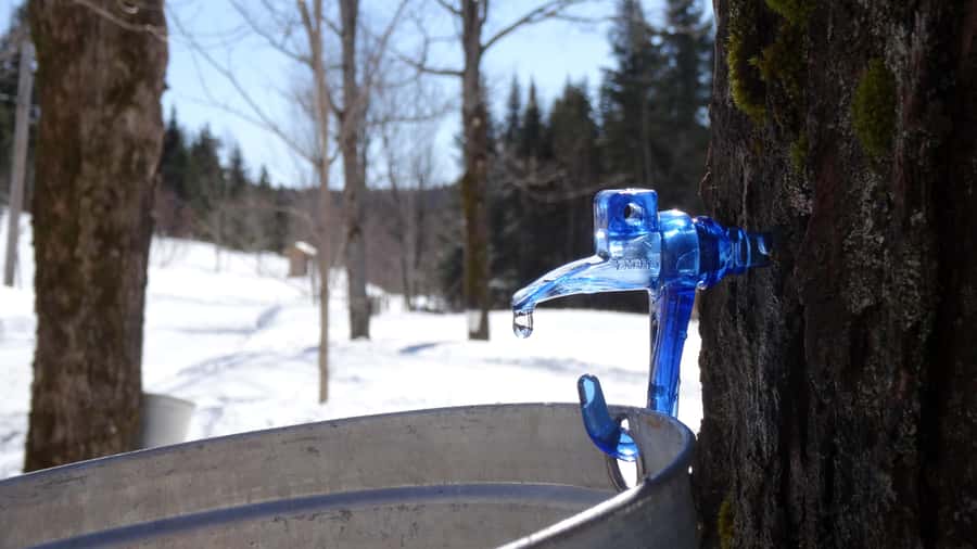 Montréal: Maple Syrup Tasting Conference! - Why the six-person limit matters