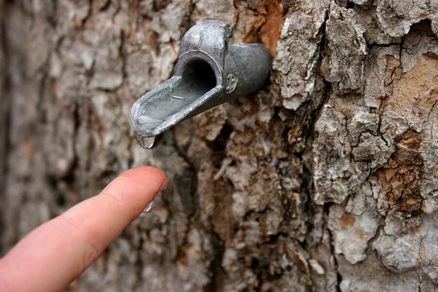 Montreal: Maple Syrup Tour with Sugar Shack & Local Cuisine - Tire d’érable, Quebec’s maple candy