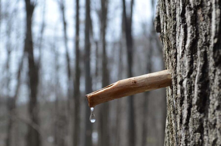 Montreal: Maple Syrup Tour with Sugar Shack & Local Cuisine - Small details that can make the day better