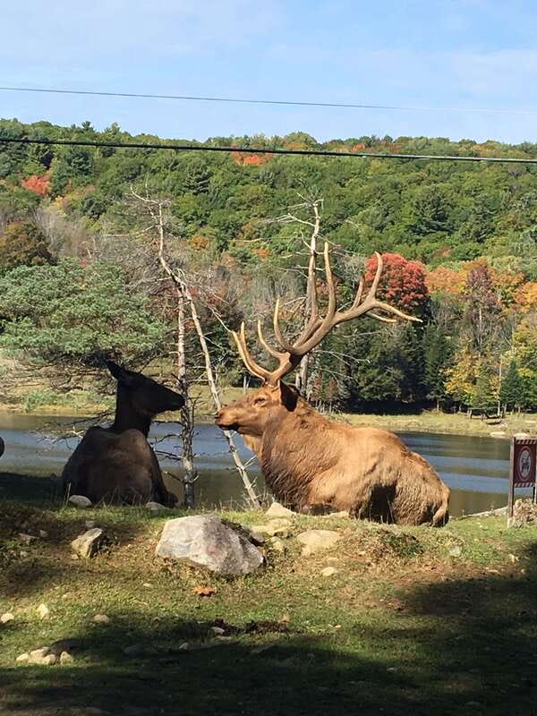 Montreal: Private Day Tour to Parc Omega & Montebello Lodge - Key points to know before you book