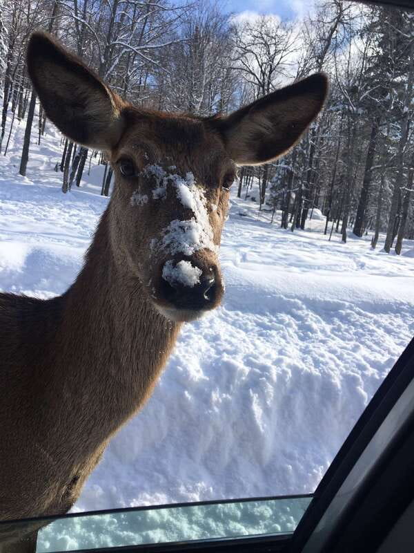 Montreal: Private Day Tour to Parc Omega & Montebello Lodge - Who should book this experience?