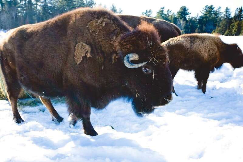 Montreal: Private Day Tour to Parc Omega & Montebello Lodge - Why this day outside Montreal is worth considering