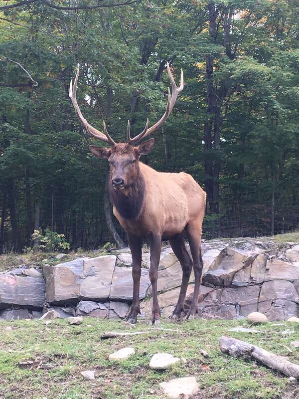 Montreal: Private Day Tour to Parc Omega & Montebello Lodge - Parc Omega, where the animals come to the car