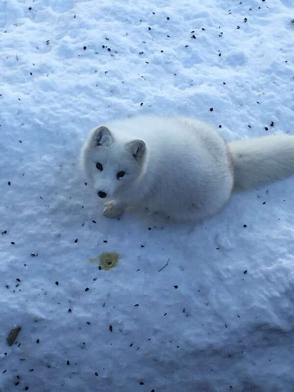 Montreal: Private Day Tour to Parc Omega & Montebello Lodge - Plan on two to four hours inside the park