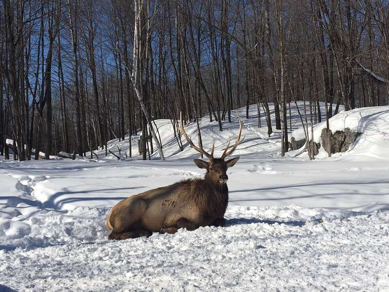 Montreal: Private Day Tour to Parc Omega & Montebello Lodge - Lunch in the park, with time to warm up