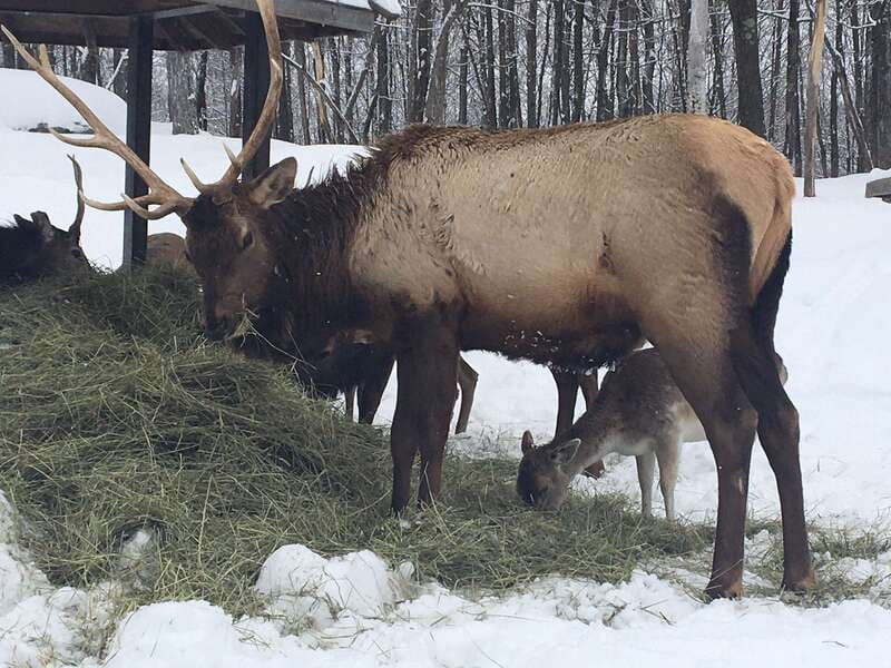 Montreal: Private Day Tour to Parc Omega & Montebello Lodge - What the private guide changes