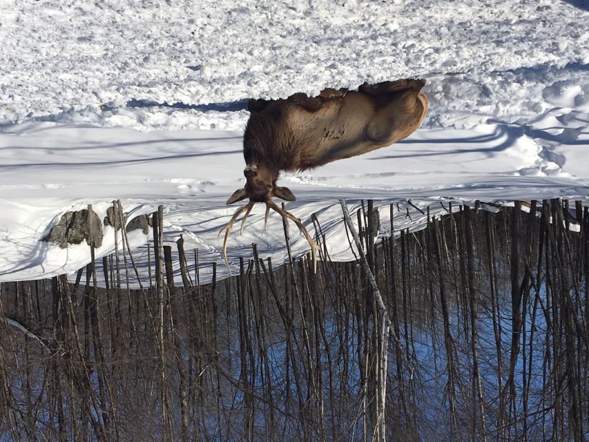 Montreal: Private Day Tour to Parc Omega & Montebello Lodge - Is $348 per person a fair price?