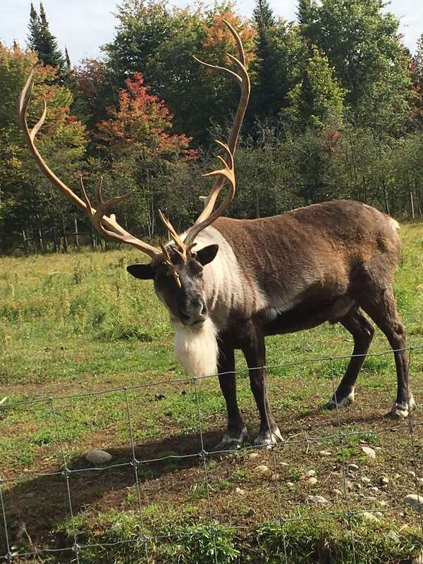 Montreal: Private Day Tour to Parc Omega & Montebello Lodge - The drive from Montreal to rural Quebec