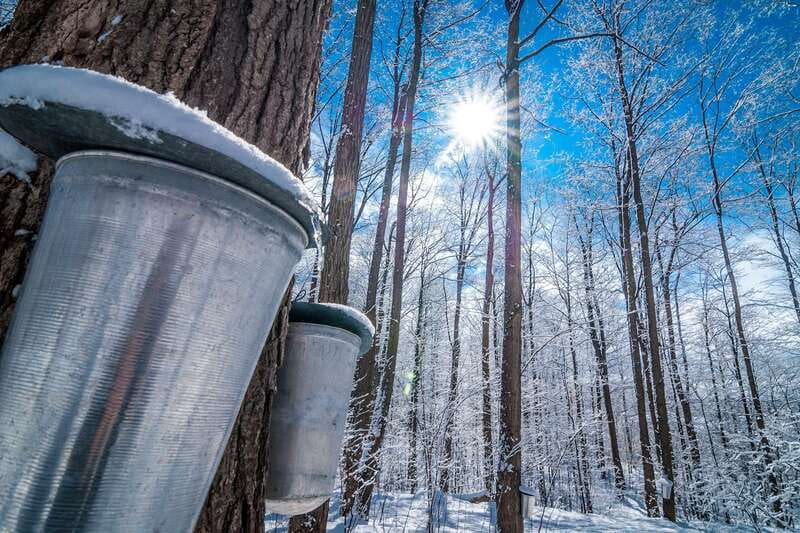 Montreal: Sugar Shack Maple Syrup Day Trip with Lunch - Key points to know