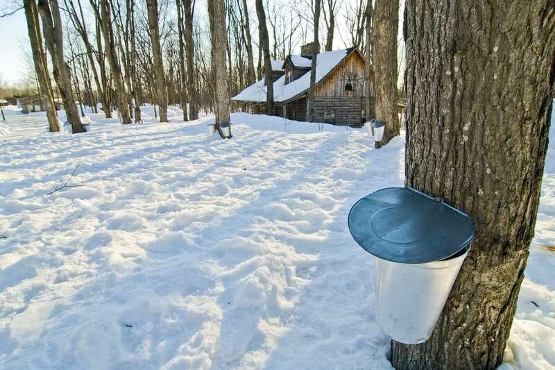 Montreal: Sugar Shack Maple Syrup Day Trip with Lunch - Leaving Montreal for Quebec’s maple country