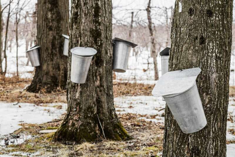 Montreal: Sugar Shack Maple Syrup Day Trip with Lunch - An all-you-can-eat Quebecois lunch