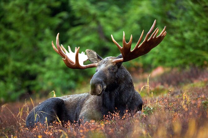 Moraine Lake and Lake Louise Tour from Calgary - Canmore - Banff - Is the $116.41 price good value?